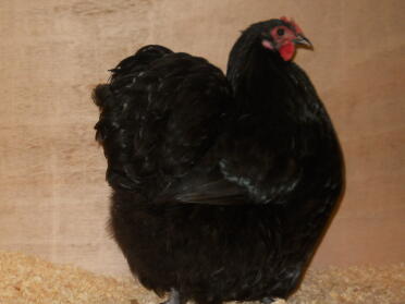 Black Orpington Hen