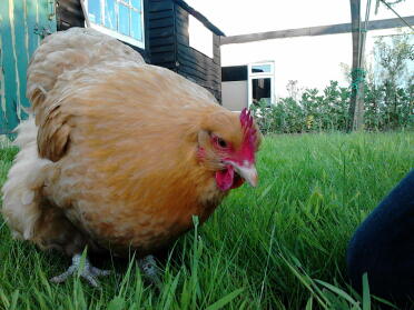 A buff orpington chicken.