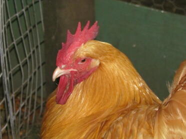 A buff orpington chicken cockerel.