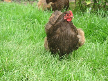 Chocolate Orpington Bantam Chicken in grass