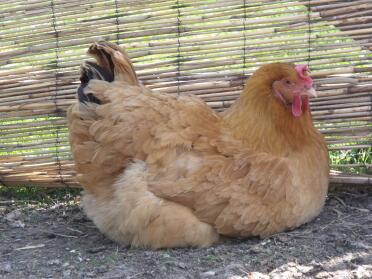 Orpington Chicken sat down in the dirt