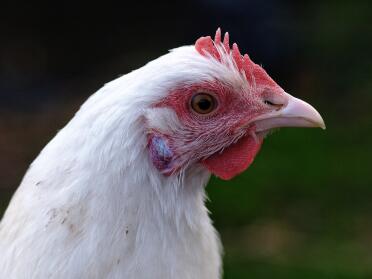 A portrait of an chicken.