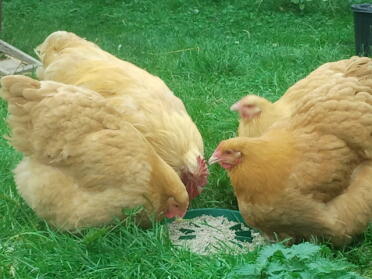 happy buff orpington chickens sharing some feed.