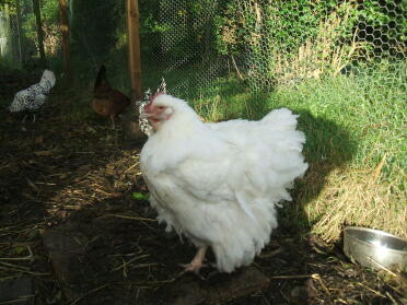 A white orpington chicken - with amazing feathers.