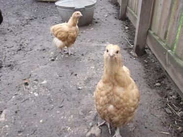 Orpington Chickens outside in dirt