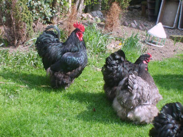 Orpington Chickens on grass