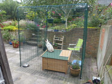 Outdoor Walk In Cat Run outside