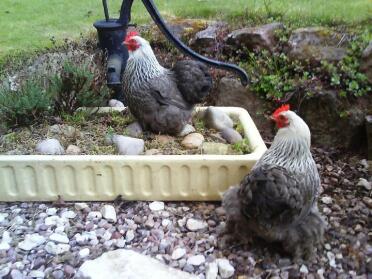 Pekin Bantam Chickens in garden