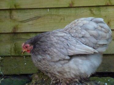 A blue pekin bantam hen.