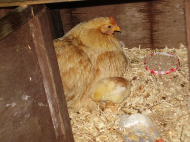 Pekin Bantam Chicken with their chicks in coop