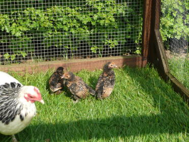 Gold sebright chicks with broody