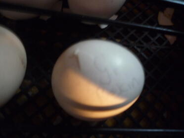 The egg is starting to crack - my gold pekin bantam is coming!