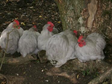 Pekin Bantam chickens sitting around a tree