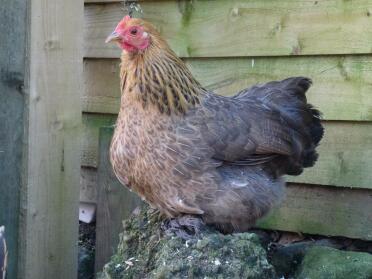 A partridge pekin bantam chicken.