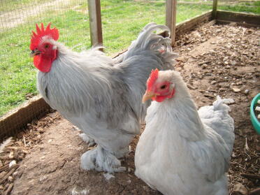 Two Pekin Bantam Chickens in run