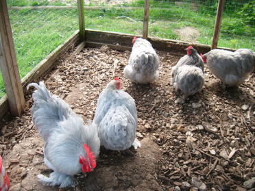 Pekin Bantam Chickens in run