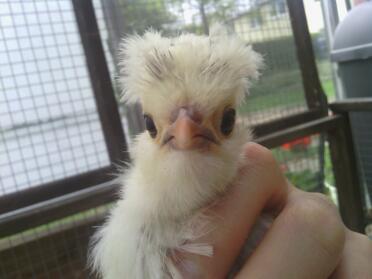 A fluffy poland chick.