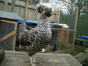 Cuckoo Polish Hen standing on coop
