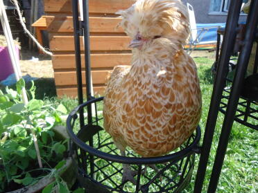 Polish chickens are a lovely breed!