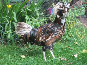 A frizzel poland chicken.