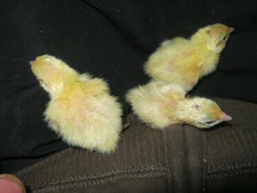 A set of three quail chicks.