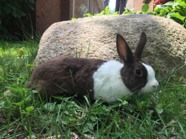 Gayle, Netherlands Dwarf exploring