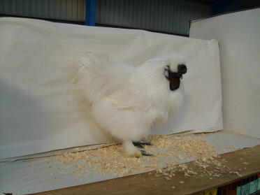 Chicken Posing