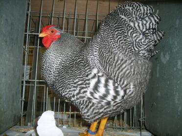 Chicken Posing