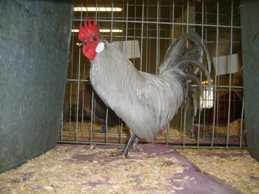 Chicken Posing
