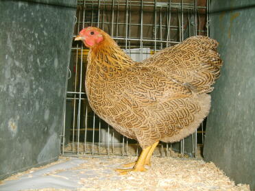 Chicken Posing