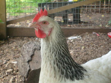 Close up of chicken in run