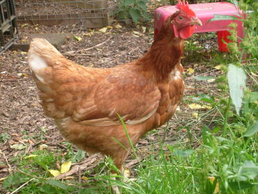 Chicken in garden