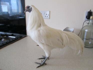 White Sebright Chicken