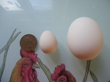A serama chicken egg next to the poland egg.