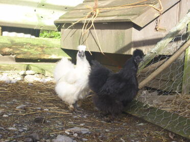 A black and white silkie hens.