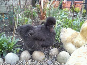 Black Bearded Silkie in garden