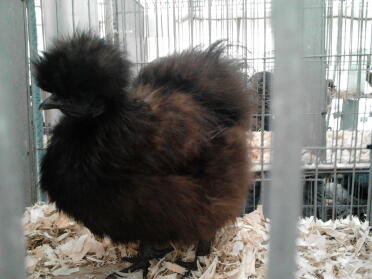 A black silkie chicken.