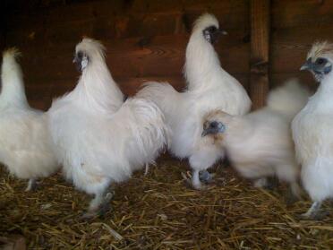 Five Silkie Chickens