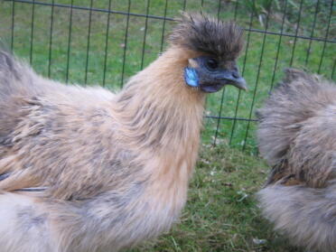 Partridge Silkie Chicken in run