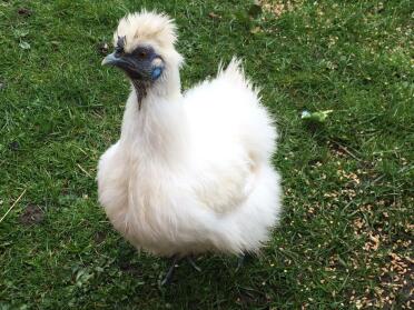 What a lovely silkie chicken!
