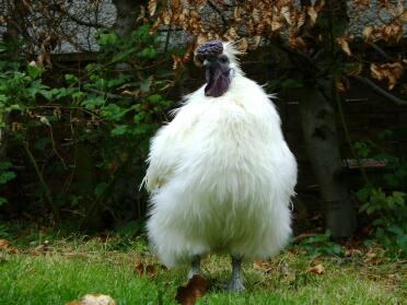 Silkie Cockerel looking proud in garden