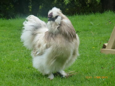 Silkie paint cockrell