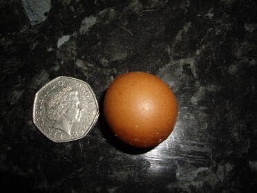 Our smallest egg