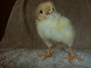 A 2 day old sussex speckled chick.