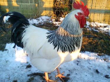 Sussex Chicken in snow covered garden