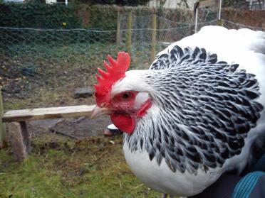 Light Sussex Hen close up