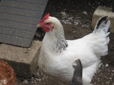 Light Sussex Chicken