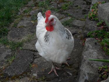 Light Sussex Chicken in the garden