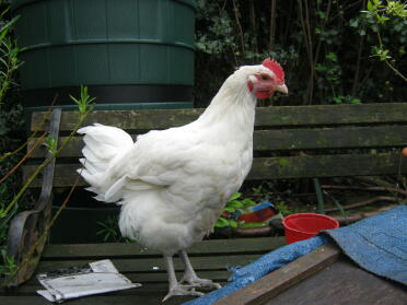 White Sussex Chicken
