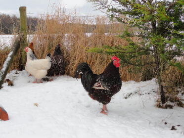 A sussex chicken standing in the snow.